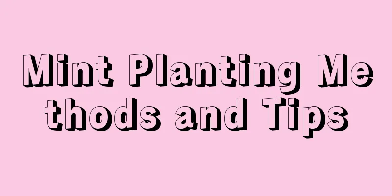 Mint Planting Methods and Tips