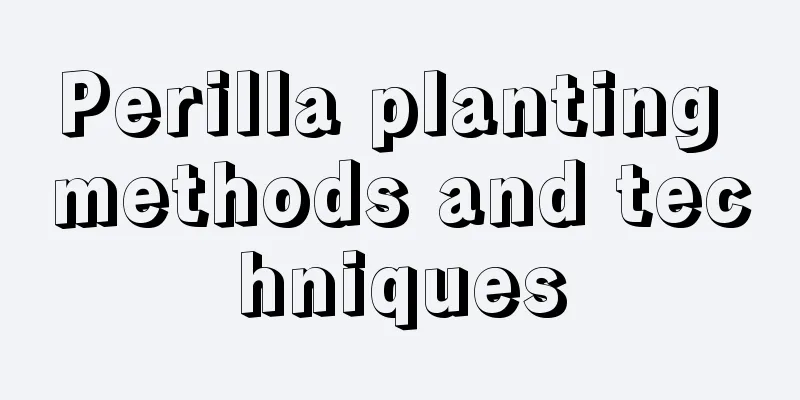 Perilla planting methods and techniques