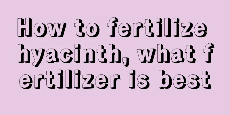 How to fertilize hyacinth, what fertilizer is best