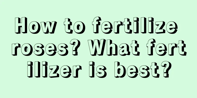 How to fertilize roses? What fertilizer is best?