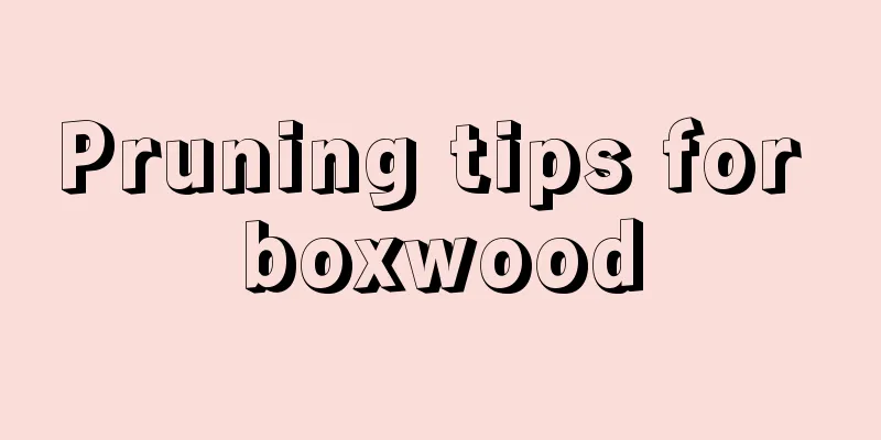 Pruning tips for boxwood