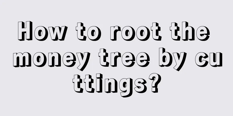 How to root the money tree by cuttings?