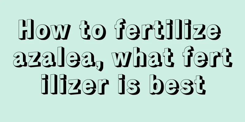 How to fertilize azalea, what fertilizer is best