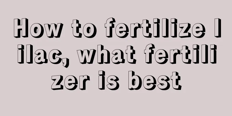 How to fertilize lilac, what fertilizer is best