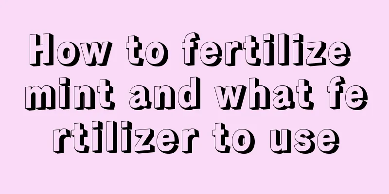 How to fertilize mint and what fertilizer to use