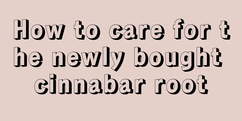 How to care for the newly bought cinnabar root