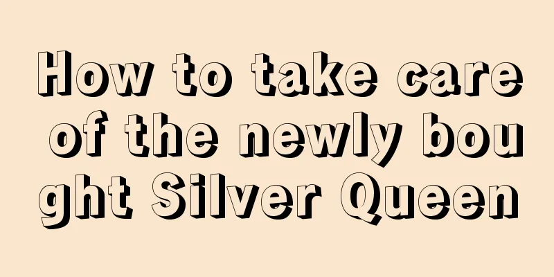 How to take care of the newly bought Silver Queen