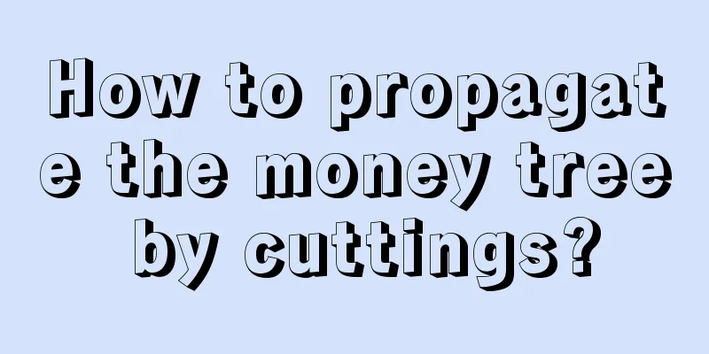 How to propagate the money tree by cuttings?