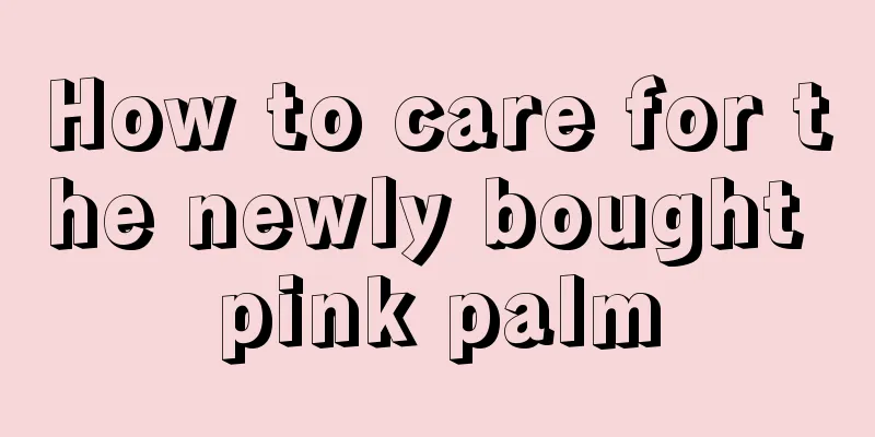 How to care for the newly bought pink palm