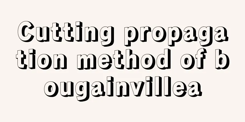 Cutting propagation method of bougainvillea