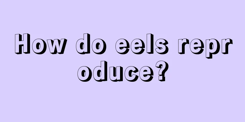 How do eels reproduce?