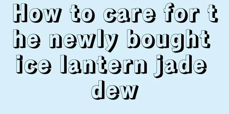 How to care for the newly bought ice lantern jade dew