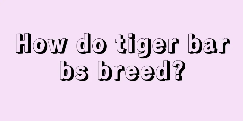 How do tiger barbs breed?