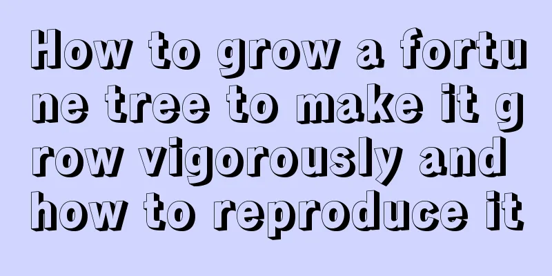 How to grow a fortune tree to make it grow vigorously and how to reproduce it