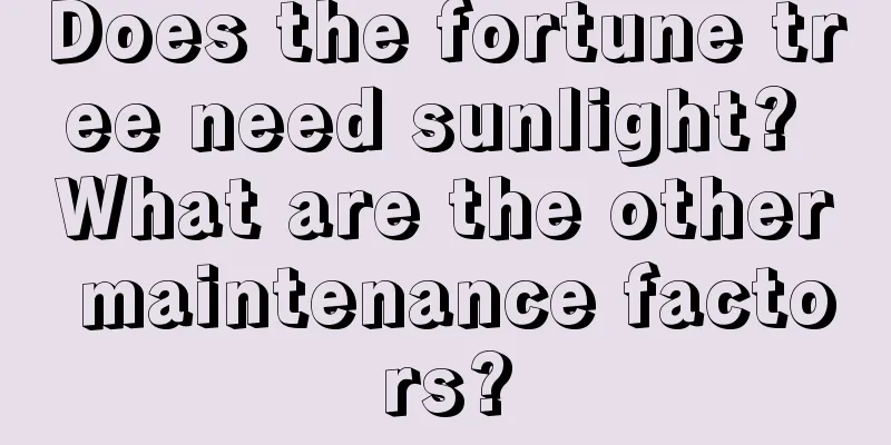 Does the fortune tree need sunlight? What are the other maintenance factors?