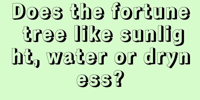 Does the fortune tree like sunlight, water or dryness?