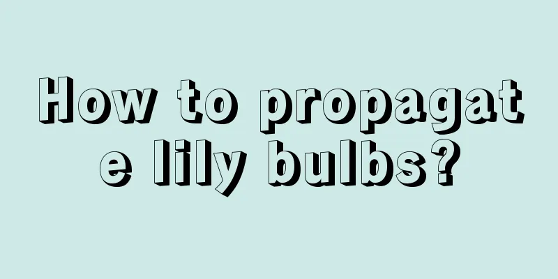 How to propagate lily bulbs?