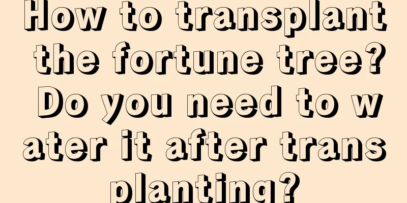 How to transplant the fortune tree? Do you need to water it after transplanting?