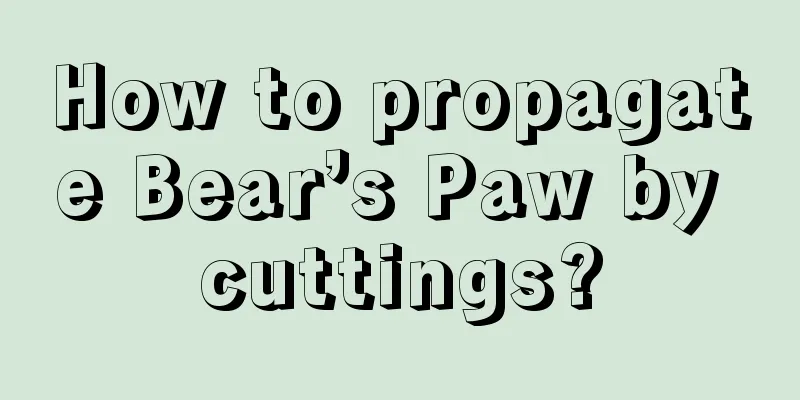 How to propagate Bear’s Paw by cuttings?