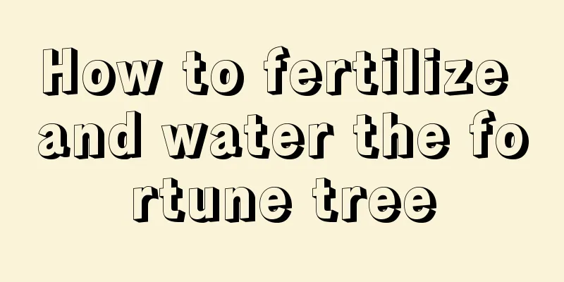 How to fertilize and water the fortune tree