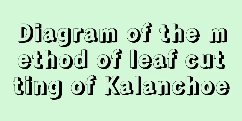 Diagram of the method of leaf cutting of Kalanchoe