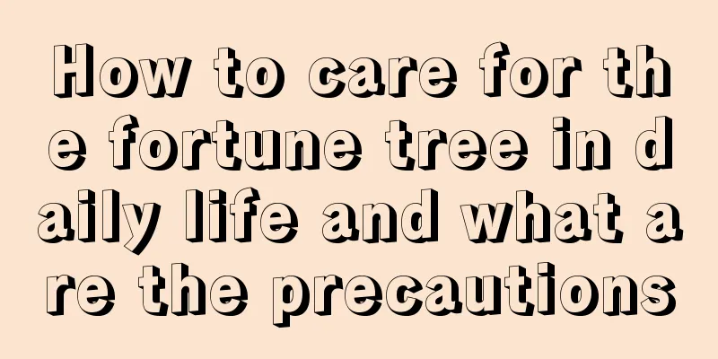 How to care for the fortune tree in daily life and what are the precautions