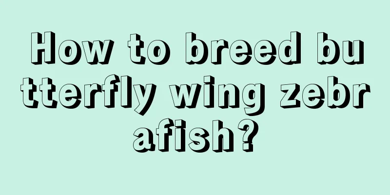 How to breed butterfly wing zebrafish?