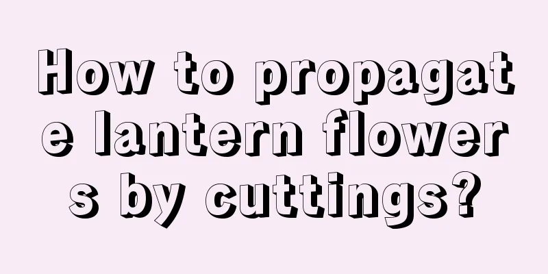 How to propagate lantern flowers by cuttings?