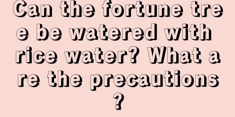 Can the fortune tree be watered with rice water? What are the precautions?