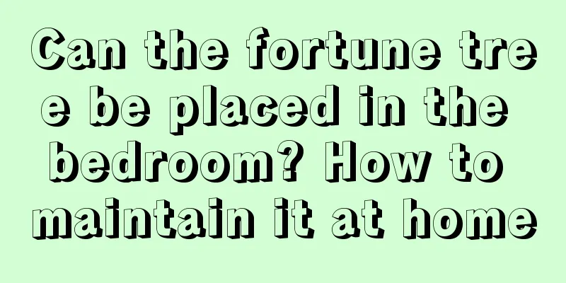 Can the fortune tree be placed in the bedroom? How to maintain it at home