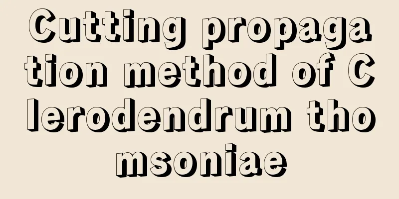 Cutting propagation method of Clerodendrum thomsoniae