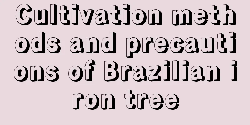 Cultivation methods and precautions of Brazilian iron tree