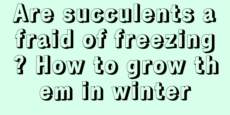 Are succulents afraid of freezing? How to grow them in winter