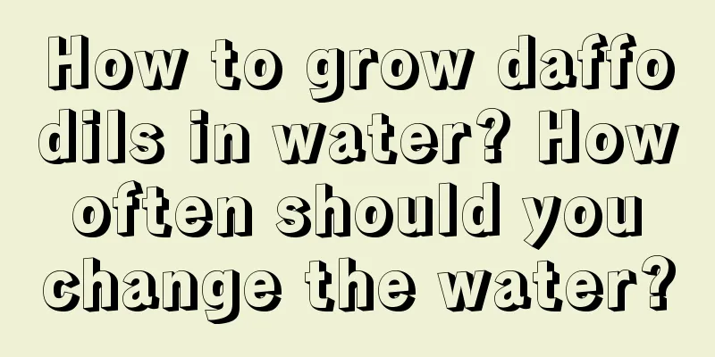 How to grow daffodils in water? How often should you change the water?