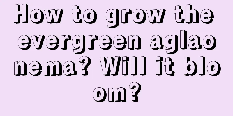 How to grow the evergreen aglaonema? Will it bloom?