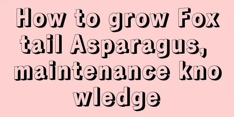 How to grow Foxtail Asparagus, maintenance knowledge