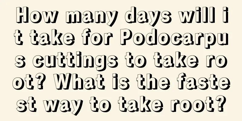 How many days will it take for Podocarpus cuttings to take root? What is the fastest way to take root?