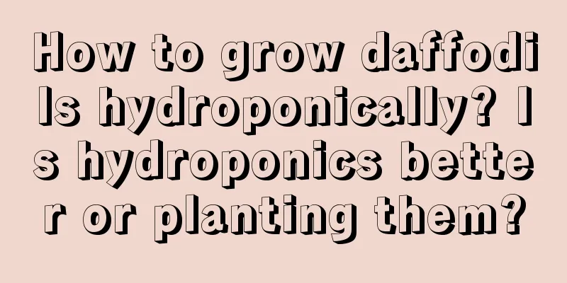 How to grow daffodils hydroponically? Is hydroponics better or planting them?