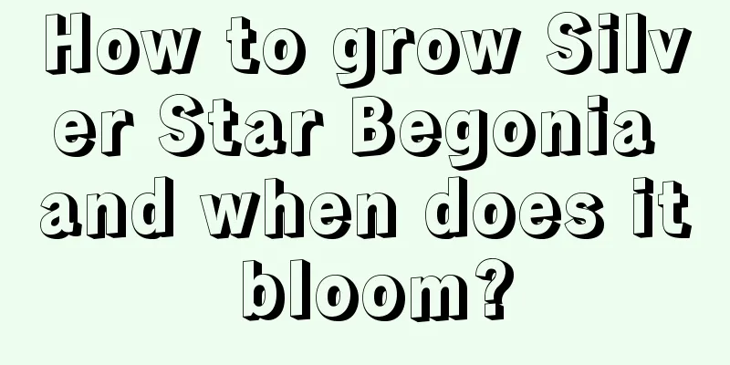 How to grow Silver Star Begonia and when does it bloom?