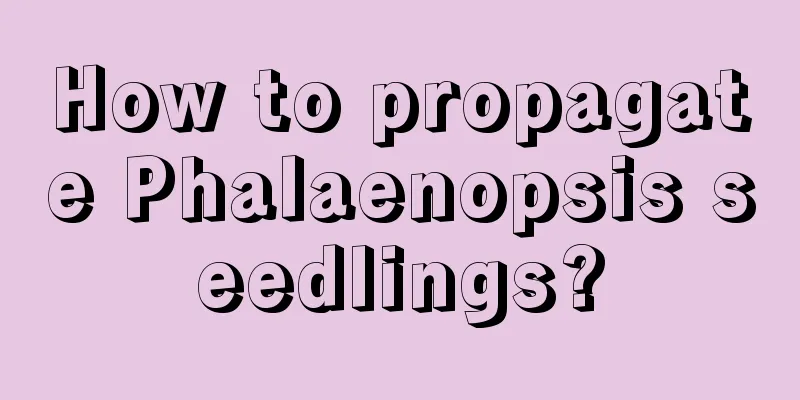 How to propagate Phalaenopsis seedlings?