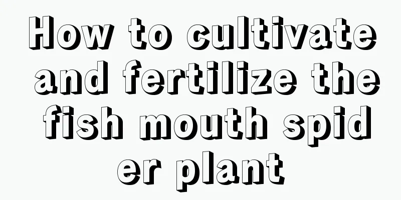 How to cultivate and fertilize the fish mouth spider plant