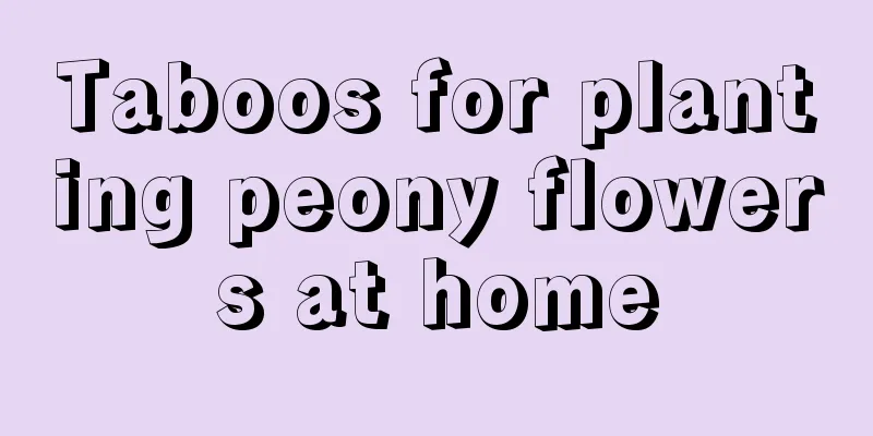 Taboos for planting peony flowers at home