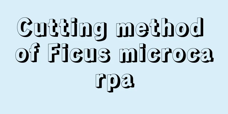 Cutting method of Ficus microcarpa