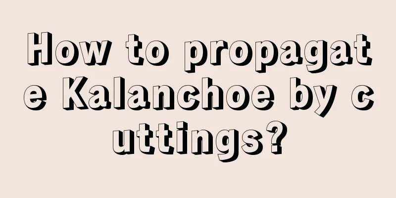 How to propagate Kalanchoe by cuttings?