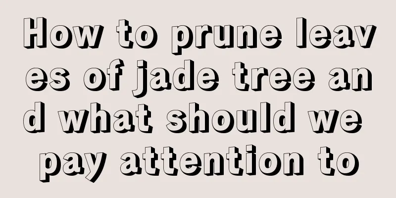 How to prune leaves of jade tree and what should we pay attention to