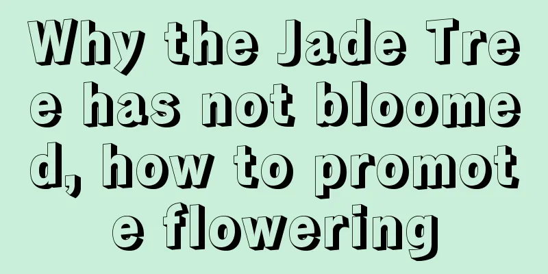 Why the Jade Tree has not bloomed, how to promote flowering