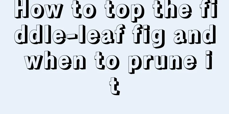 How to top the fiddle-leaf fig and when to prune it