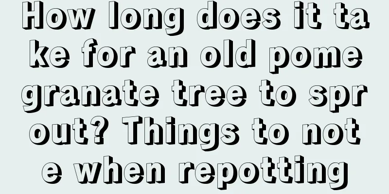 How long does it take for an old pomegranate tree to sprout? Things to note when repotting