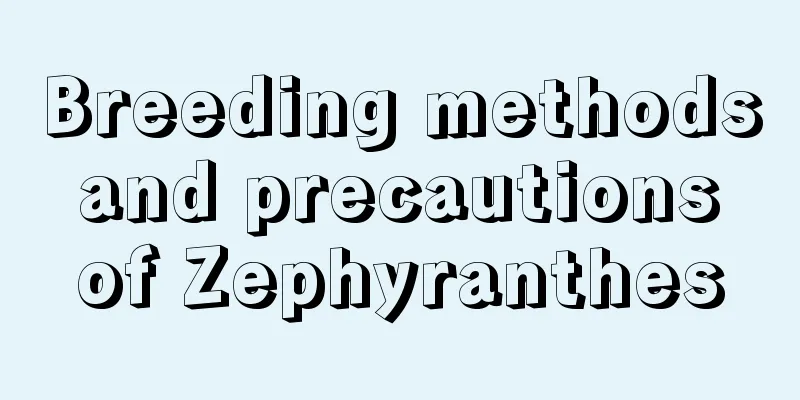 Breeding methods and precautions of Zephyranthes