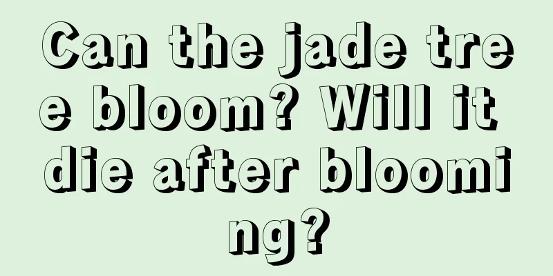 Can the jade tree bloom? Will it die after blooming?